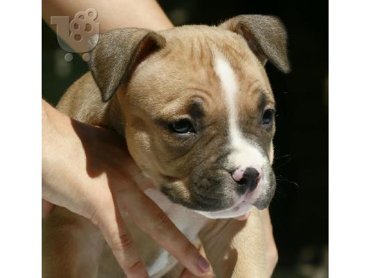 American Bully